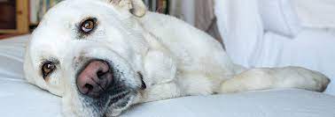 Maybe you would like to learn more about one of these? All About Pets Blog Advice Pet Care For Animal Lovers