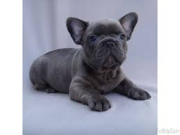 We also offer stud services. French Bulldog Puppies Tampa Florida Pets Lovers