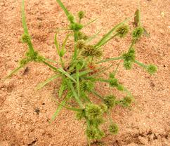 Image result for Cyperus squarrosus
