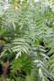 Image result for Schinus molle