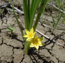 Image result for Curculigo pilosa