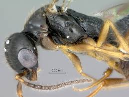 Image result for Dissotis speciosa