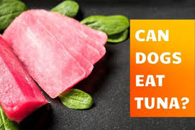 Can dogs eat tuna fish? Can Dogs Eat Tuna