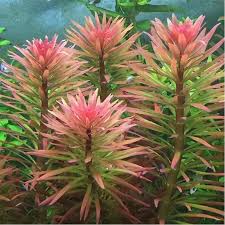 Image result for Ludwigia