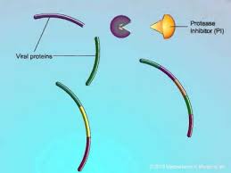See full list on drugs.com Mechanisms Of Action Of Protease Inhibitors Pis Youtube