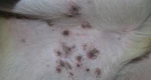 It is sometimes called wooly coat syndrome. How To Fix Black Spots On Dog Belly Pictures Remedies