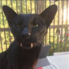 Mingus The Panther Janet Carr Funny Cat Pictures Cool Cats Cat Pics