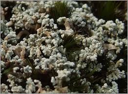 Image result for Stereochlaena