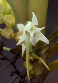 Image result for Cyrtorchis arcuata