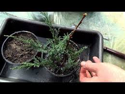 Place the tree in an area that receives morning sun and light shade in the afternoon. How To Grow Plants From Cuttings Cypress Tree Propagation Youtube Plants Growing Plants Cypress Tree