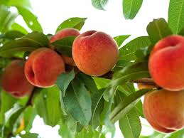 What's growing over autumn in melbourne march 2018?✿ help real life fruitopia grow ✿▶ like, comment and share this video. Peach Tree Diaco S Garden Nursery And Garden Centre Melbourne