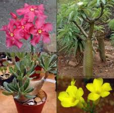 Image result for Pachypodium