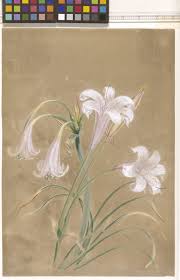 Image result for Crinum rautanenianum