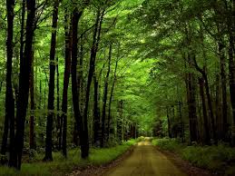 Macox, linux, windows, android, ios and many others. Green Forest Nature Background Best Free Download Pictures