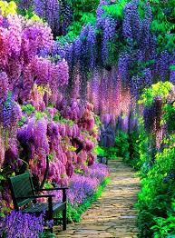 Wisteria Tunnel Kawachi Fuji Garden Japan 1 Beautiful Gardens Beautiful Nature Nature