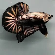 Betta super gold oder dari thailand _ vlog 276. Live Betta Fish Copper Black Gold Startail Ohmpk Male From Indonesia Breeder Ebay