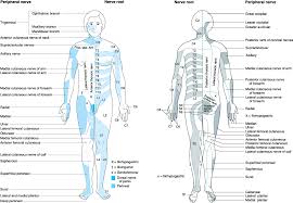 Dermatome Map Morgan Mikhails Clinical Anesthesiology