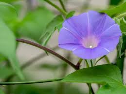 Maybe you would like to learn more about one of these? 35 Different Types Of Morning Glory And Other Interesting Facts Home Stratosphere
