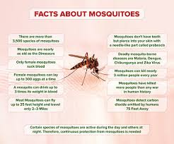 These mosquitoes transmit the disease by biting and spreading the blood of people infected by the dengue virus, usually in the early morning or at dusk. Home Mosquito Control