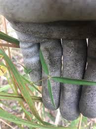 Image result for Crotalaria parvula