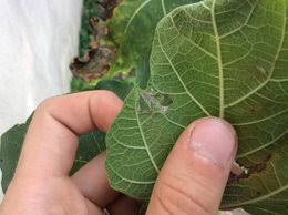 Maladie du figuier que faire. Probleme Figuier Aout 2017 Forum Jardinage