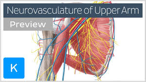 The most important part in our project is the microprocessor design. Arteries Veins And Nerves Of The Upper Arm And Shoulder Preview Human Anatomy Kenhub Youtube