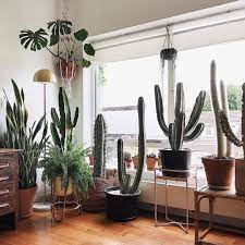 Want more plants for your home? Gorgeous Indoor Terracotta Cactus Collection By Tribeandus Olivrahomedecor Succulentsofinstagram Succulentcollection Succulents Decor Cactus Succulents