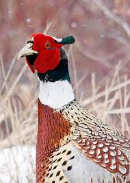 Large Black Bird With White Ring Around Neck Ring Neck Pheasant In 2020 Bird Photography Ring Necked Pheasant Pheasant Hunting