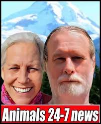 Were two cockfights rained out, or were the cockfighters afraid of SHARKS? 