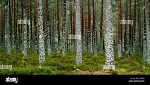 نتیجه جستجوی لغت [regimented] در گوگل