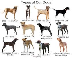 Click on the name of the breed for a complete description of the breed. Cur Dog Breeds List Types And Pictures 101dogbreeds Com
