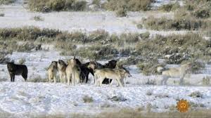 Nature Wolves Of Yellowstone Cbs News