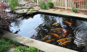 Berikut merupakan sebuah gambaran untuk bisa kita tiru dalam pembuatan kolam ikan hias. Desain Kolam Ikan Koi Minimalis Yang Bisa Kamu Tiru Di Rumah