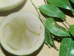 Image result for Achariaceae