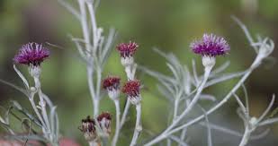 Image result for Vernonia praecox