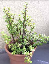 Use this plant in containers, entryways, or patios. Portulacaria Afra Elephant Bush Care Types And Propagation Succulent Plant Care