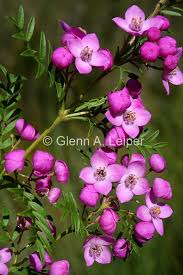 Boronia Safrolifera Commonly Known As Safrole Boronia Is A Flowering Plant That Is Endemic To S Australian Wildflowers Australian Plants Wildflower Paintings