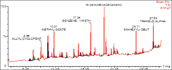 Image result for Cryptolepis decidua