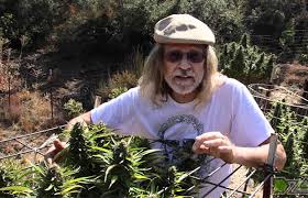 Synopsis book a definitive guide to medical marijuana cultivation and consumption &amp; Book Review The Cannabis Encyclopedia Cannabis Now