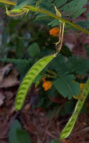 Image result for Chamaecrista parva