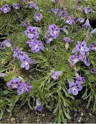 Image result for Aptosimum procumbens