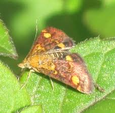 Image result for Pyrausta aurata
