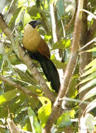 Black Bird With White Tail Philippines V5 Phil Birds List Pigeons To Coucals Philippine Bird Photography Forum Bird Photography Bird Species Pet Birds