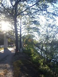 The Trees of Boston