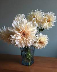 Creamy Cafe Au Lait Dahlias In A Blue Glass Vase Cafe Au Lait Dahlia Bouquet Dahlia Bouquet Blue Glass Vase