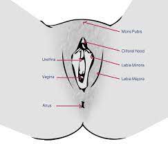 Female pubic hair and penis tip.png. From Pubic Hair To Strange Smells Doctors Explain What S Actually Normal Down There Mirror Online