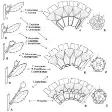 Image result for Afroqueta