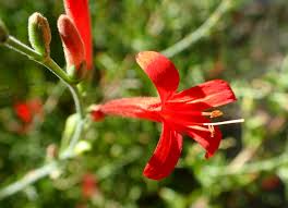 Image result for Anisacanthus