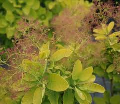 Image result for Cotinus coggygria