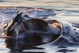 Humpback whale 'scoops up and spits out lobster fisherman'. The Oral History Of Toothless Whales Hakai Magazine